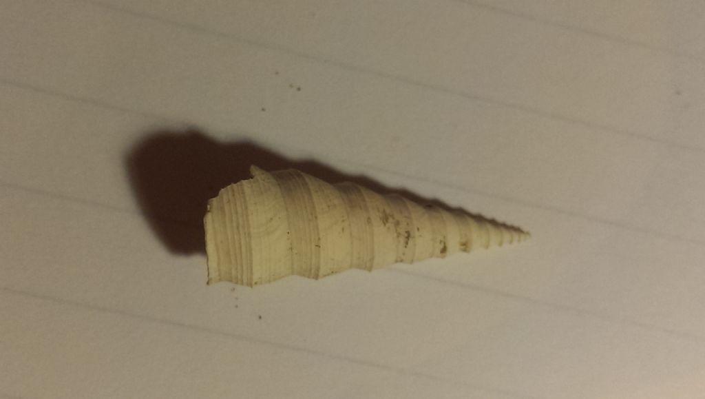 Fossile da determinare